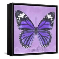 Miss Butterfly Genutia Sq - Purple-Philippe Hugonnard-Framed Stretched Canvas