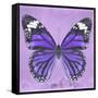 Miss Butterfly Genutia Sq - Purple-Philippe Hugonnard-Framed Stretched Canvas