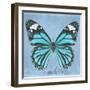Miss Butterfly Genutia Sq - Turquoise-Philippe Hugonnard-Framed Photographic Print