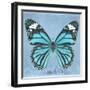 Miss Butterfly Genutia Sq - Turquoise-Philippe Hugonnard-Framed Photographic Print