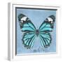 Miss Butterfly Genutia Sq - Turquoise-Philippe Hugonnard-Framed Photographic Print