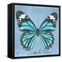 Miss Butterfly Genutia Sq - Turquoise-Philippe Hugonnard-Framed Stretched Canvas