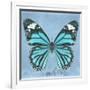 Miss Butterfly Genutia Sq - Turquoise-Philippe Hugonnard-Framed Photographic Print