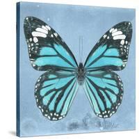 Miss Butterfly Genutia Sq - Turquoise-Philippe Hugonnard-Stretched Canvas