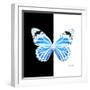 Miss Butterfly Genutia Sq - X-Ray B&W Edition-Philippe Hugonnard-Framed Photographic Print