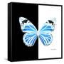 Miss Butterfly Genutia Sq - X-Ray B&W Edition-Philippe Hugonnard-Framed Stretched Canvas