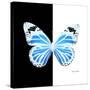 Miss Butterfly Genutia Sq - X-Ray B&W Edition-Philippe Hugonnard-Stretched Canvas