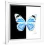 Miss Butterfly Genutia Sq - X-Ray B&W Edition-Philippe Hugonnard-Framed Photographic Print