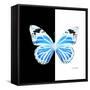 Miss Butterfly Genutia Sq - X-Ray B&W Edition-Philippe Hugonnard-Framed Stretched Canvas