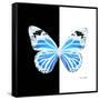 Miss Butterfly Genutia Sq - X-Ray B&W Edition-Philippe Hugonnard-Framed Stretched Canvas