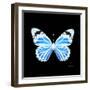 Miss Butterfly Genutia Sq - X-Ray Black Edition-Philippe Hugonnard-Framed Photographic Print