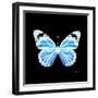 Miss Butterfly Genutia Sq - X-Ray Black Edition-Philippe Hugonnard-Framed Photographic Print