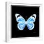 Miss Butterfly Genutia Sq - X-Ray Black Edition-Philippe Hugonnard-Framed Photographic Print