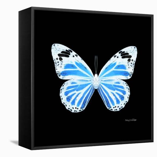 Miss Butterfly Genutia Sq - X-Ray Black Edition-Philippe Hugonnard-Framed Stretched Canvas