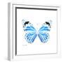 Miss Butterfly Genutia Sq - X-Ray White Edition-Philippe Hugonnard-Framed Photographic Print