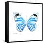 Miss Butterfly Genutia Sq - X-Ray White Edition-Philippe Hugonnard-Framed Stretched Canvas