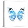 Miss Butterfly Genutia Sq - X-Ray White Edition-Philippe Hugonnard-Stretched Canvas