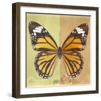 Miss Butterfly Genutia Sq - Yellow & Honey-Philippe Hugonnard-Framed Photographic Print