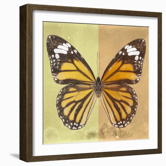 Miss Butterfly Genutia Sq - Yellow & Honey-Philippe Hugonnard-Framed Photographic Print