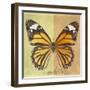 Miss Butterfly Genutia Sq - Yellow & Honey-Philippe Hugonnard-Framed Photographic Print