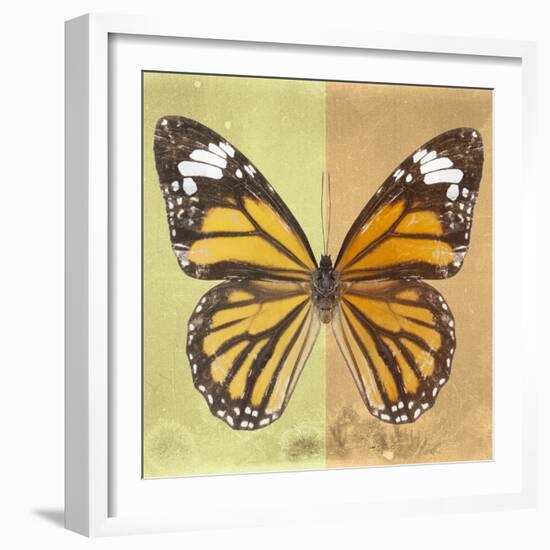 Miss Butterfly Genutia Sq - Yellow & Honey-Philippe Hugonnard-Framed Photographic Print