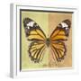 Miss Butterfly Genutia Sq - Yellow & Honey-Philippe Hugonnard-Framed Photographic Print