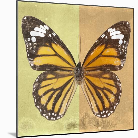 Miss Butterfly Genutia Sq - Yellow & Honey-Philippe Hugonnard-Mounted Photographic Print