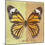 Miss Butterfly Genutia Sq - Yellow & Honey-Philippe Hugonnard-Mounted Photographic Print