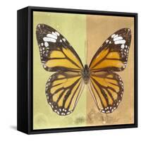 Miss Butterfly Genutia Sq - Yellow & Honey-Philippe Hugonnard-Framed Stretched Canvas