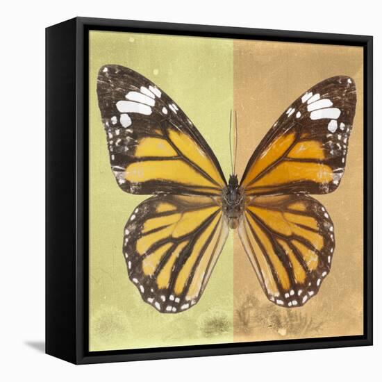 Miss Butterfly Genutia Sq - Yellow & Honey-Philippe Hugonnard-Framed Stretched Canvas