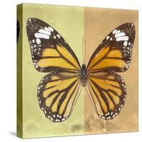 Miss Butterfly Genutia Sq - Yellow & Honey-Philippe Hugonnard-Stretched Canvas