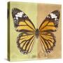Miss Butterfly Genutia Sq - Yellow & Honey-Philippe Hugonnard-Stretched Canvas