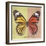 Miss Butterfly Genutia Sq - Yellow & Orange-Philippe Hugonnard-Framed Photographic Print
