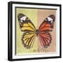 Miss Butterfly Genutia Sq - Yellow & Orange-Philippe Hugonnard-Framed Photographic Print