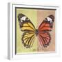 Miss Butterfly Genutia Sq - Yellow & Orange-Philippe Hugonnard-Framed Photographic Print