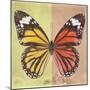 Miss Butterfly Genutia Sq - Yellow & Orange-Philippe Hugonnard-Mounted Photographic Print