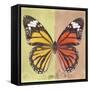 Miss Butterfly Genutia Sq - Yellow & Orange-Philippe Hugonnard-Framed Stretched Canvas