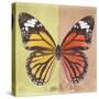 Miss Butterfly Genutia Sq - Yellow & Orange-Philippe Hugonnard-Stretched Canvas