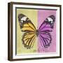 Miss Butterfly Genutia Sq - Yellow & Pink-Philippe Hugonnard-Framed Premium Photographic Print