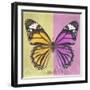 Miss Butterfly Genutia Sq - Yellow & Pink-Philippe Hugonnard-Framed Premium Photographic Print