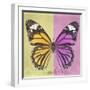 Miss Butterfly Genutia Sq - Yellow & Pink-Philippe Hugonnard-Framed Premium Photographic Print