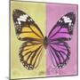 Miss Butterfly Genutia Sq - Yellow & Pink-Philippe Hugonnard-Mounted Premium Photographic Print