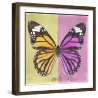 Miss Butterfly Genutia Sq - Yellow & Pink-Philippe Hugonnard-Framed Photographic Print