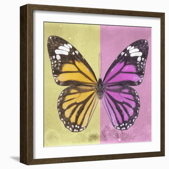 Miss Butterfly Genutia Sq - Yellow & Pink-Philippe Hugonnard-Framed Photographic Print