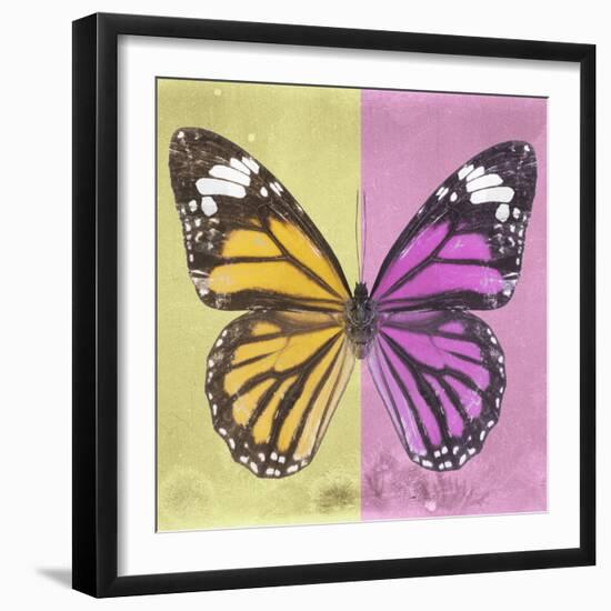 Miss Butterfly Genutia Sq - Yellow & Pink-Philippe Hugonnard-Framed Photographic Print