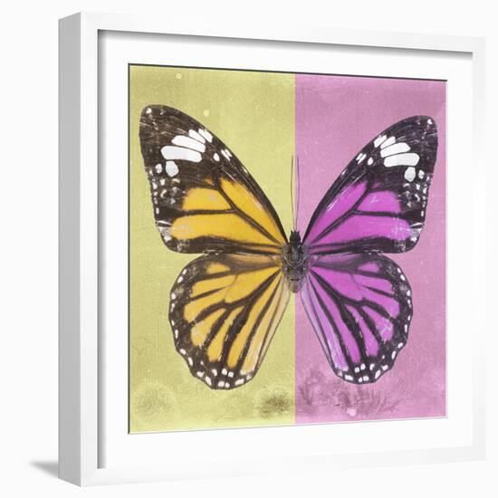 Miss Butterfly Genutia Sq - Yellow & Pink-Philippe Hugonnard-Framed Photographic Print