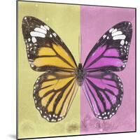 Miss Butterfly Genutia Sq - Yellow & Pink-Philippe Hugonnard-Mounted Photographic Print