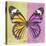 Miss Butterfly Genutia Sq - Yellow & Pink-Philippe Hugonnard-Stretched Canvas