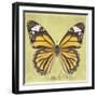 Miss Butterfly Genutia Sq - Yellow-Philippe Hugonnard-Framed Photographic Print