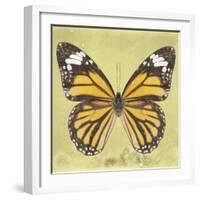 Miss Butterfly Genutia Sq - Yellow-Philippe Hugonnard-Framed Photographic Print